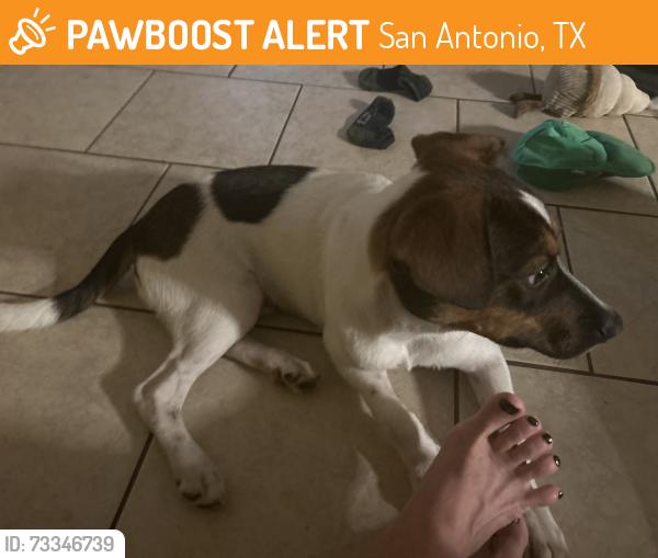 Found/Stray Male Dog last seen Skatepark, San Antonio, TX 78210