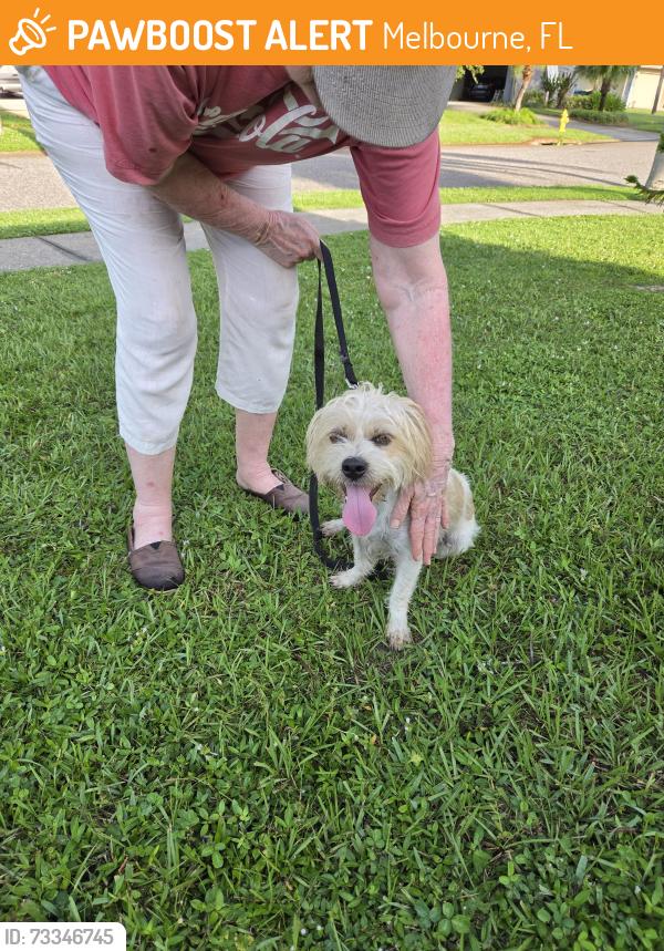 Found/Stray Male Dog last seen Sarno, Melbourne, FL 32935