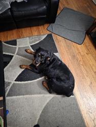 Reunited Female Dog last seen Near lewis, Tulsa, OK 74104