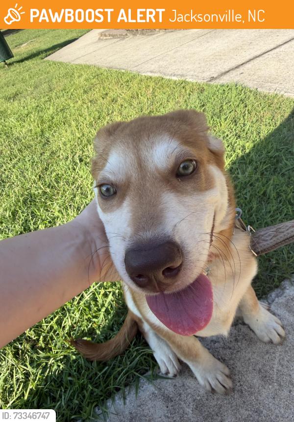 Found/Stray Male Dog last seen North east creek park, Jacksonville, NC 28546