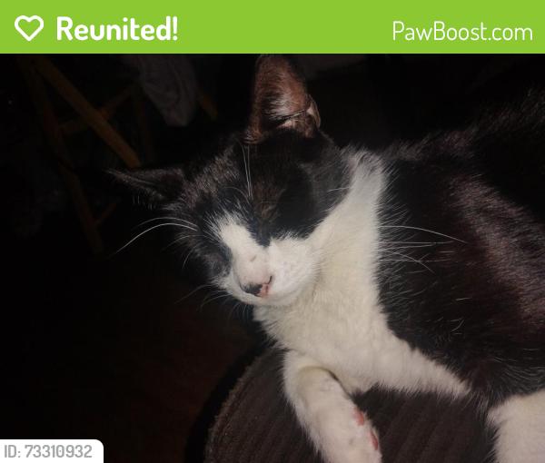 Reunited Female Cat last seen Trailside village and tessara aparments, Everett, WA 98208