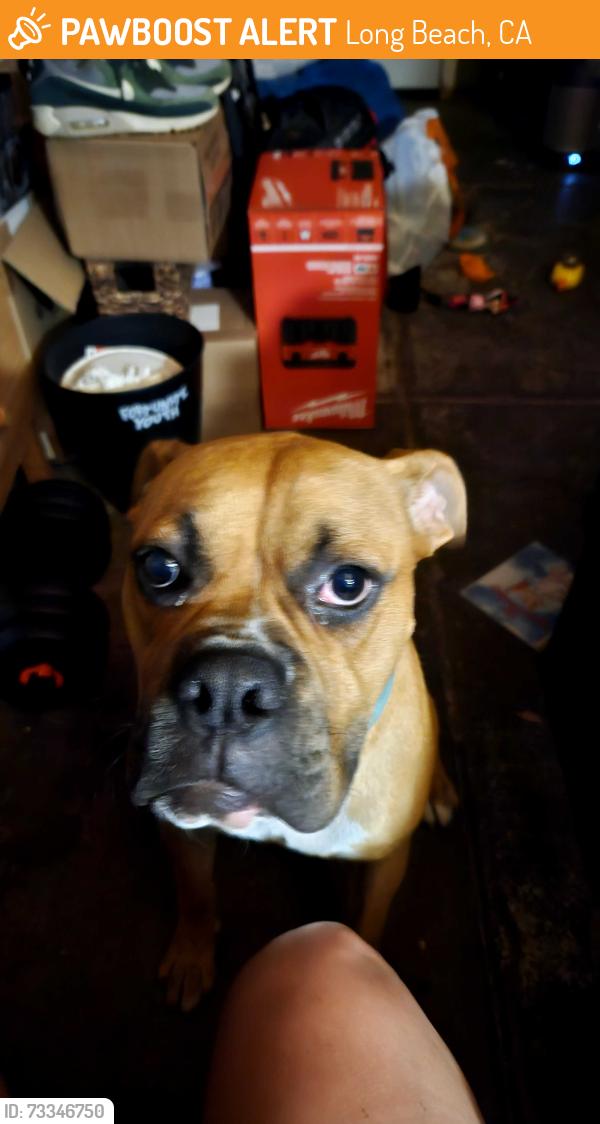 Found/Stray Male Dog last seen 57th and Locust, Long Beach, CA 90805