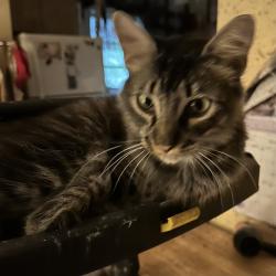 Lost Male Cat last seen N14th Avenue and Arthur Street, Hollywood, FL 33020