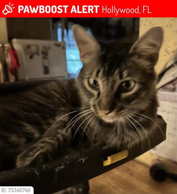 Lost Male Cat last seen N14th Avenue and Arthur Street, Hollywood, FL 33020