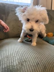 Reunited Male Dog last seen Washington street, Hollywood, FL 33020