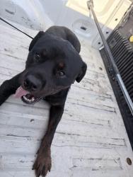 Reunited Male Dog last seen Miller & Martin, Fort Worth, TX 76119