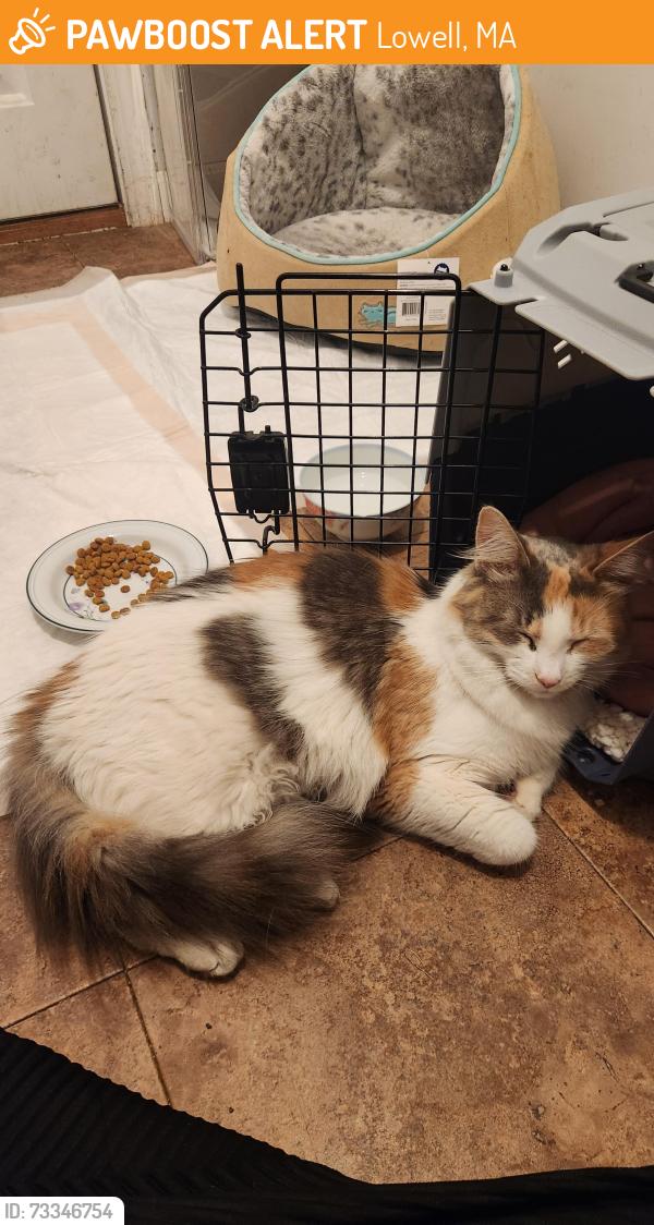 Found/Stray Unknown Cat last seen MACOM Roundabout, Lowell, MA 01851