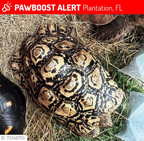 Lost Male Reptile last seen Plantation Acres - Nw 26th and Old Hiatus Road, Plantation, FL 33322