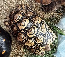 Lost Male Reptile last seen Plantation Acres - Nw 26th and Old Hiatus Road, Plantation, FL 33322
