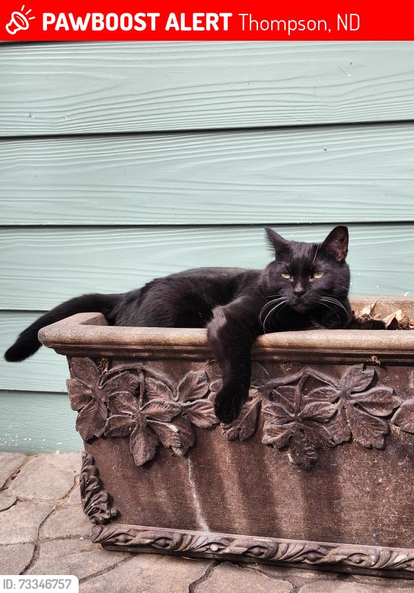 Lost Female Cat last seen Near 6th Ave NE Thompson ND, Thompson, ND 58278