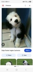 Found/Stray Unknown Dog last seen Home ave, San Bernardino, CA 92411