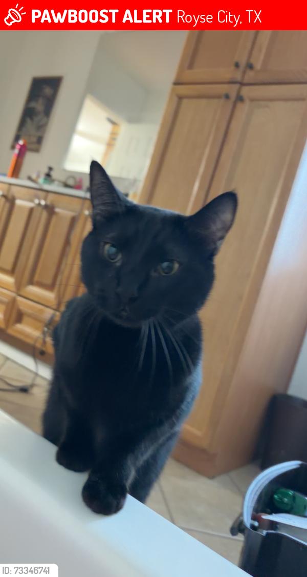 Lost Male Cat last seen Buccees, Royse City, TX 75189