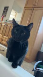 Lost Male Cat last seen Buccees, Royse City, TX 75189