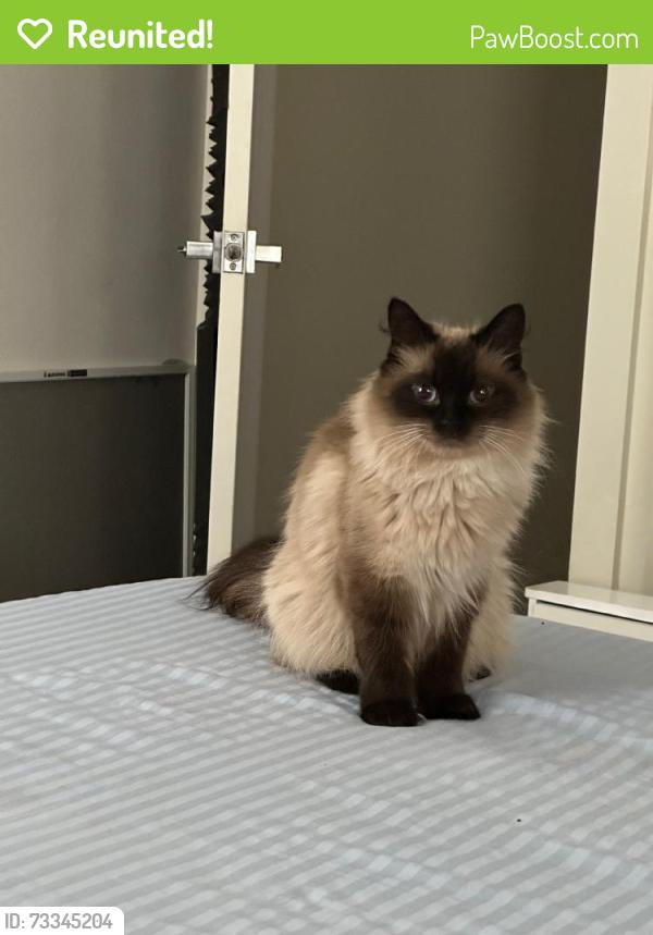 Reunited Female Cat last seen Near 31st Pl S, SeaTac, WA 98188, USA, SeaTac, WA 98188