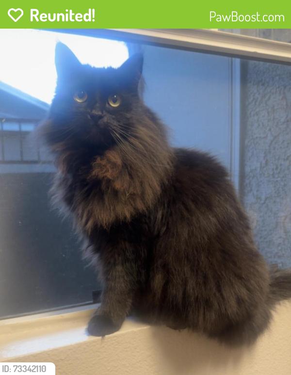 Reunited Male Cat last seen Vista, Sparks, NV 89436