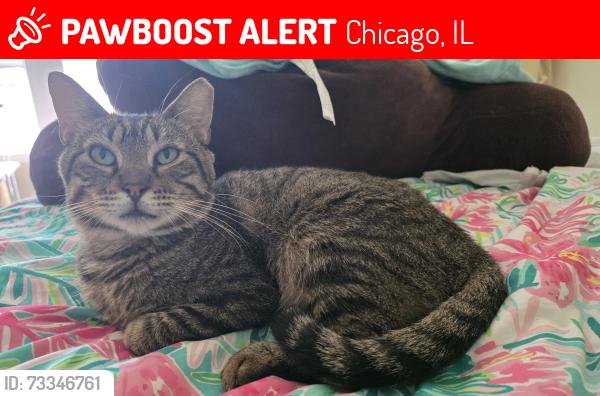 Lost Male Cat last seen School and Oleander, Chicago, IL 60634