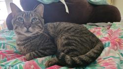 Lost Male Cat last seen School and Oleander, Chicago, IL 60634