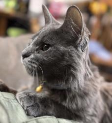 Lost Male Cat last seen Peru rd Dubuque iowa, Dubuque, IA 52001