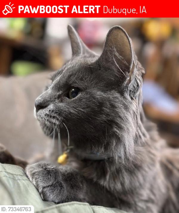 Lost Male Cat last seen Peru rd Dubuque iowa, Dubuque, IA 52001