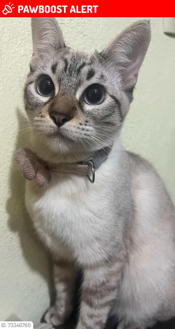 Lost Male Cat last seen Calle 12 campestre, Ciudad Nezahualcóyotl, Méx. 57120