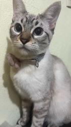 Lost Male Cat last seen Calle 12 campestre, Ciudad Nezahualcóyotl, Méx. 57120