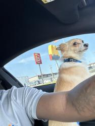 Lost Male Dog last seen Las Vegas trails, Fort Worth, TX 76116