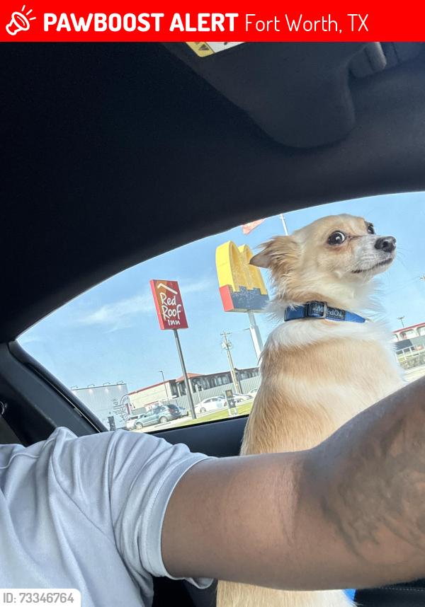 Lost Male Dog last seen Las Vegas trails, Fort Worth, TX 76116