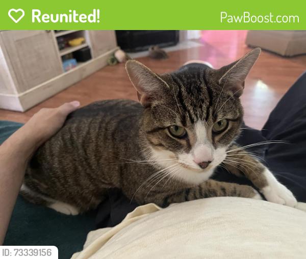 Reunited Male Cat last seen E Laurelwood Dr, Bloomington, IN 47401