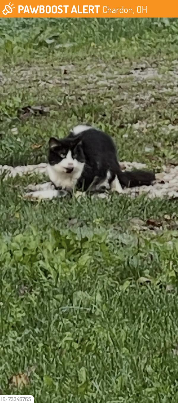 Found/Stray Unknown Cat last seen Near & Sisson rd, Chardon, OH 44024