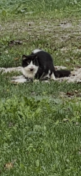 Found/Stray Unknown Cat last seen Near & Sisson rd, Chardon, OH 44024