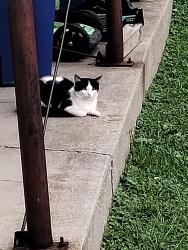 Found/Stray Unknown Cat last seen Behind Walgreens, Little Chute, WI 54140