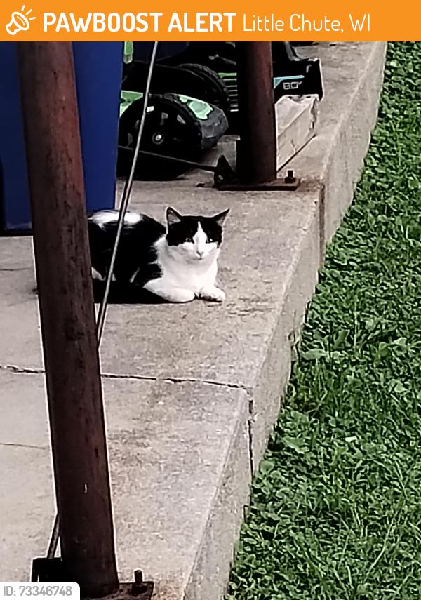 Found/Stray Unknown Cat last seen Behind Walgreens, Little Chute, WI 54140