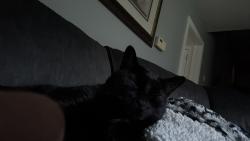 Reunited Male Cat last seen New Amwell Rd/Auten Rd close by Beekman Garden Apartments, Hillsborough Township, NJ 08844