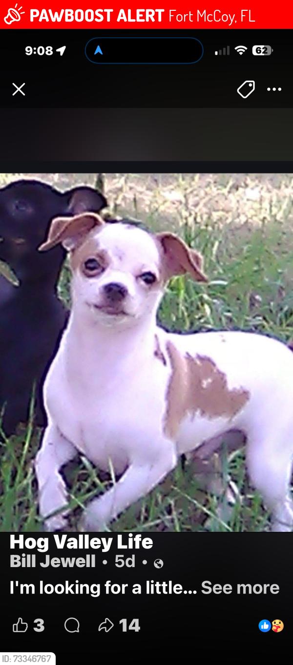Lost Male Dog last seen Near highway 316 Ft.McCoy Florida, Fort McCoy, FL 32134