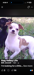 Lost Male Dog last seen Near highway 316 Ft.McCoy Florida, Fort McCoy, FL 32134