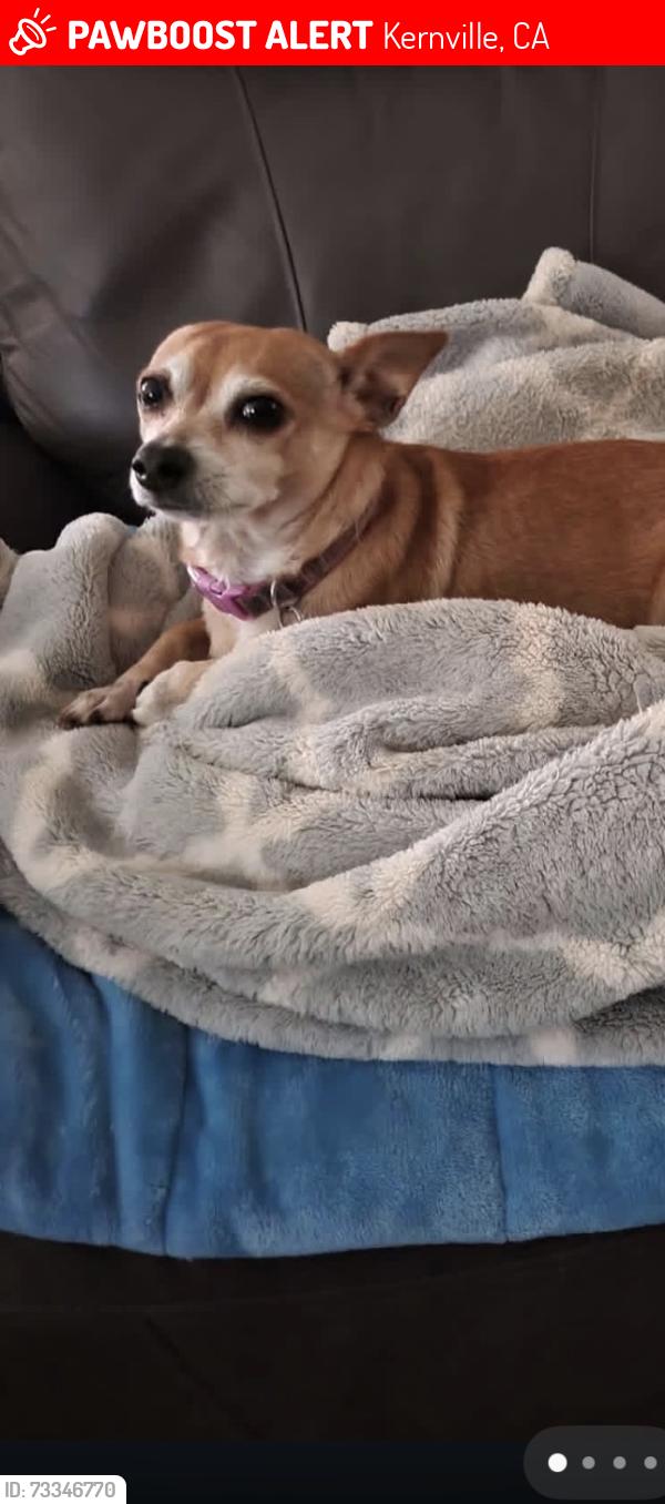 Lost Female Dog last seen Burlando road, Kernville, CA 93238