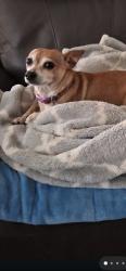 Lost Female Dog last seen Burlando road, Kernville, CA 93238