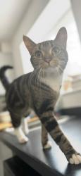 Reunited Female Cat last seen Taylor gardens, Bishopsworth, England BS13 9DN