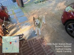 Reunited Unknown Dog last seen Scott Road, Browns Summit, NC 27214