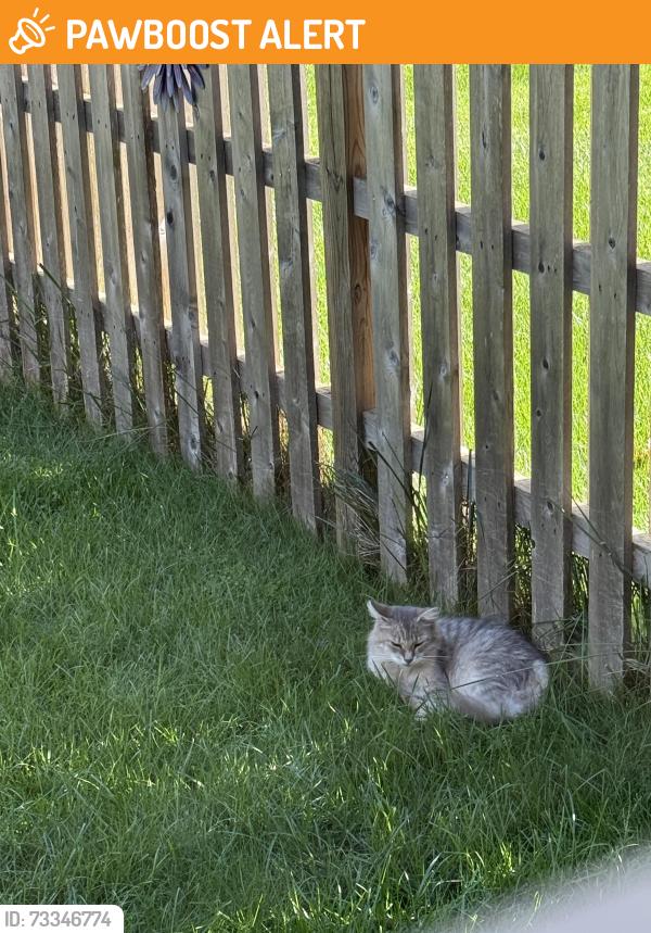 Found/Stray Unknown Cat last seen Sandhurst Drive, Mount Laurel Township, NJ 08054