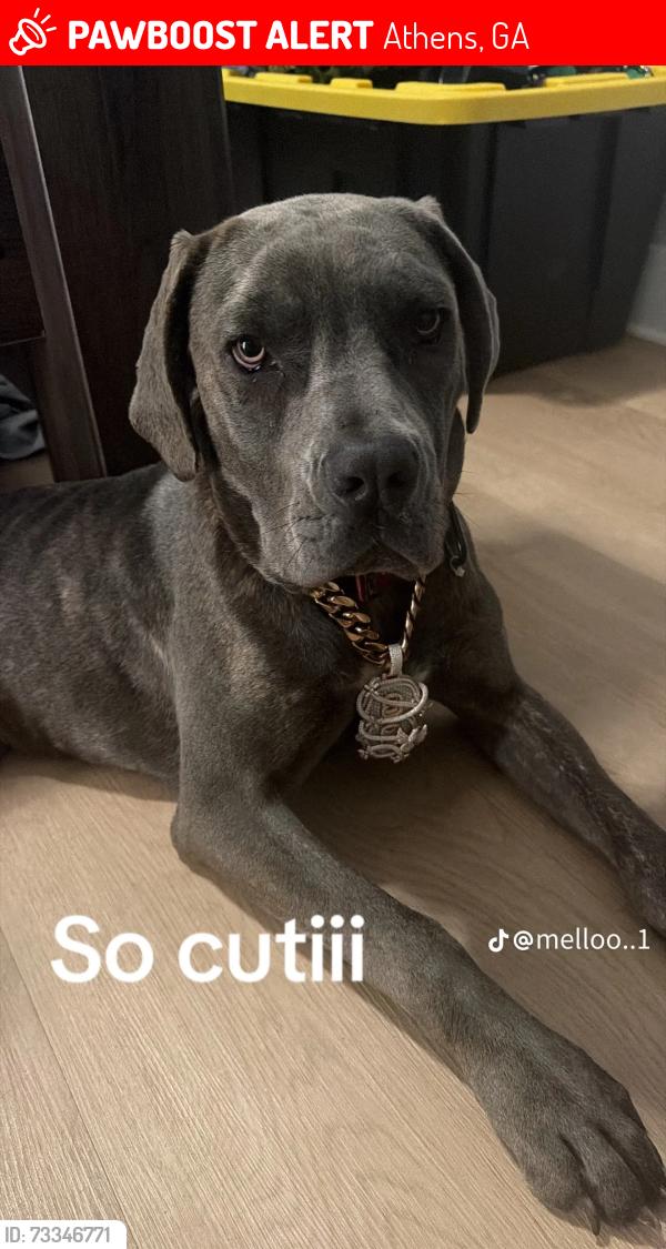 Lost Female Dog last seen Spartan ln, knob creek dr, lavista dr, Athens, GA 30606