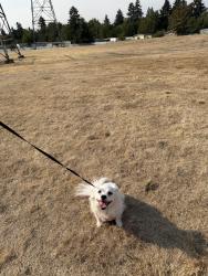 Lost Female Dog last seen Pacific Community Park, Vancouver, WA 98684