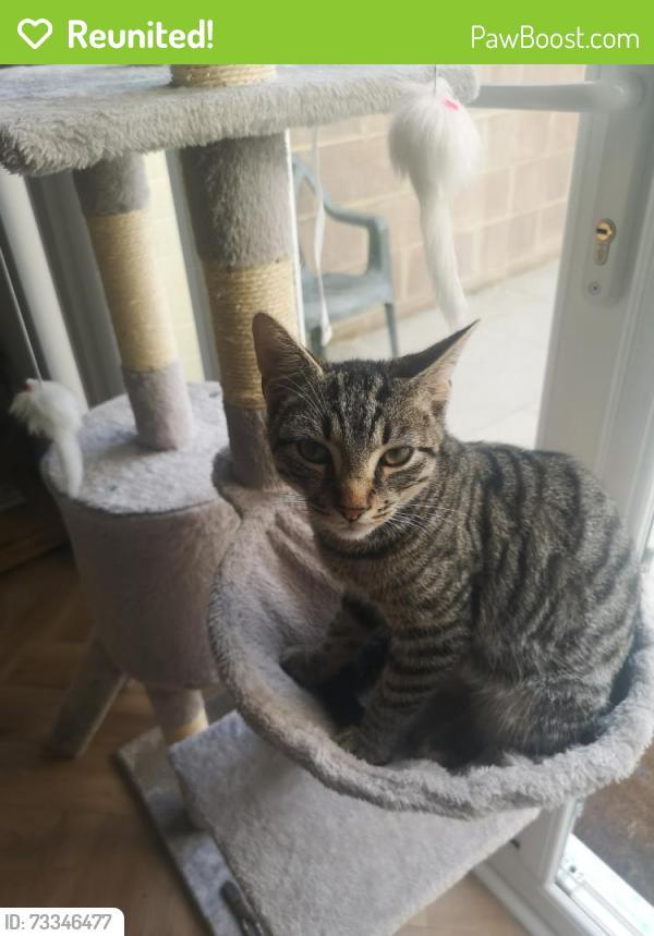 Reunited Male Cat last seen Ryecroft Street Gloucester, Gloucestershire, England 