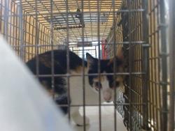 Shelter Stray Female Cat last seen Near BLOCK LE JEUNE RD, 3599 NW 79th Ave, Doral, FL 33122, USA