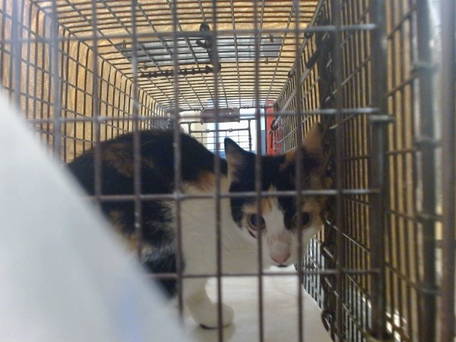 Shelter Stray Female Cat last seen Near BLOCK LE JEUNE RD, 3599 NW 79th Ave, Doral, FL 33122, USA