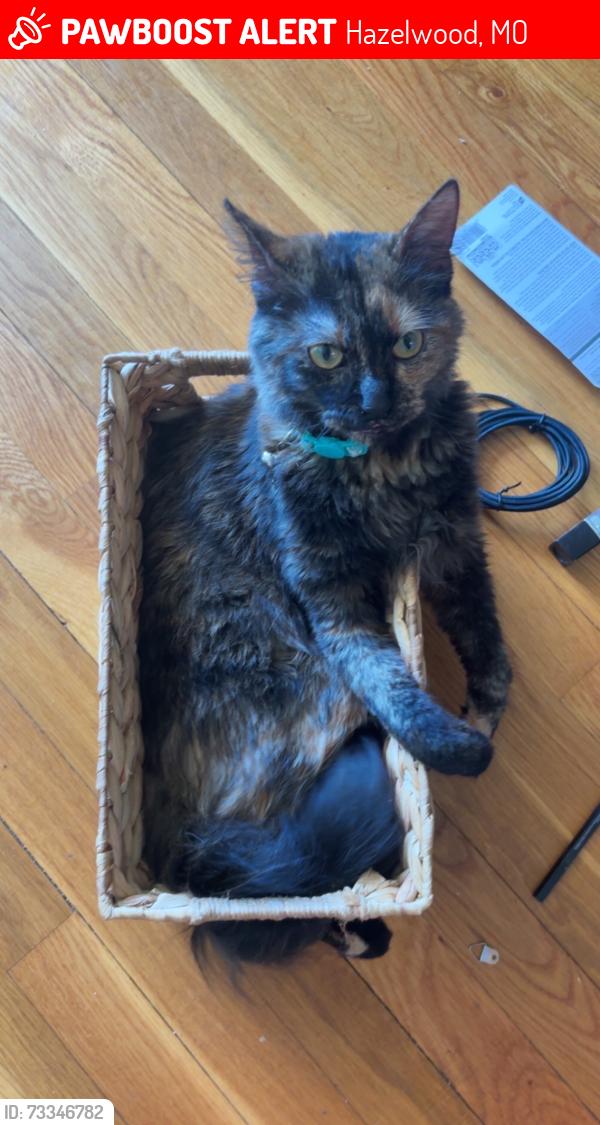 Lost Female Cat last seen Carey Ct, Hazelwood, MO 63042