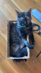 Lost Female Cat last seen Carey Ct, Hazelwood, MO 63042