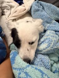 Reunited Female Dog last seen larga lane webb chapel, Dallas, TX 75220