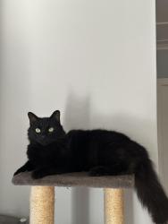 Lost Male Cat last seen Belgravia road, Penlyn est, Cape Town, WC 