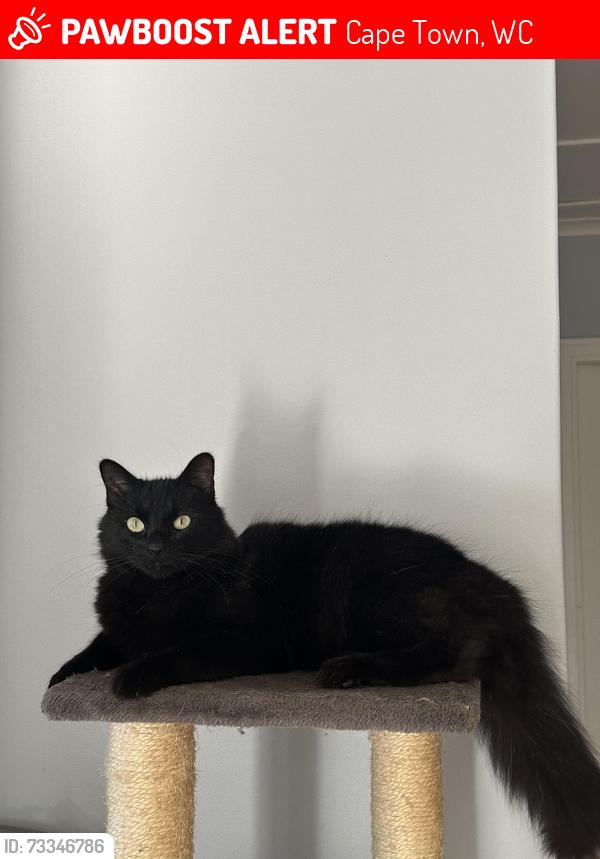 Lost Male Cat last seen Belgravia road, Penlyn est, Cape Town, WC 